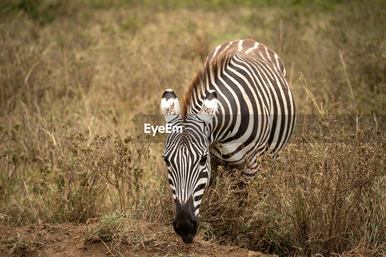 zebra standing on grassy field