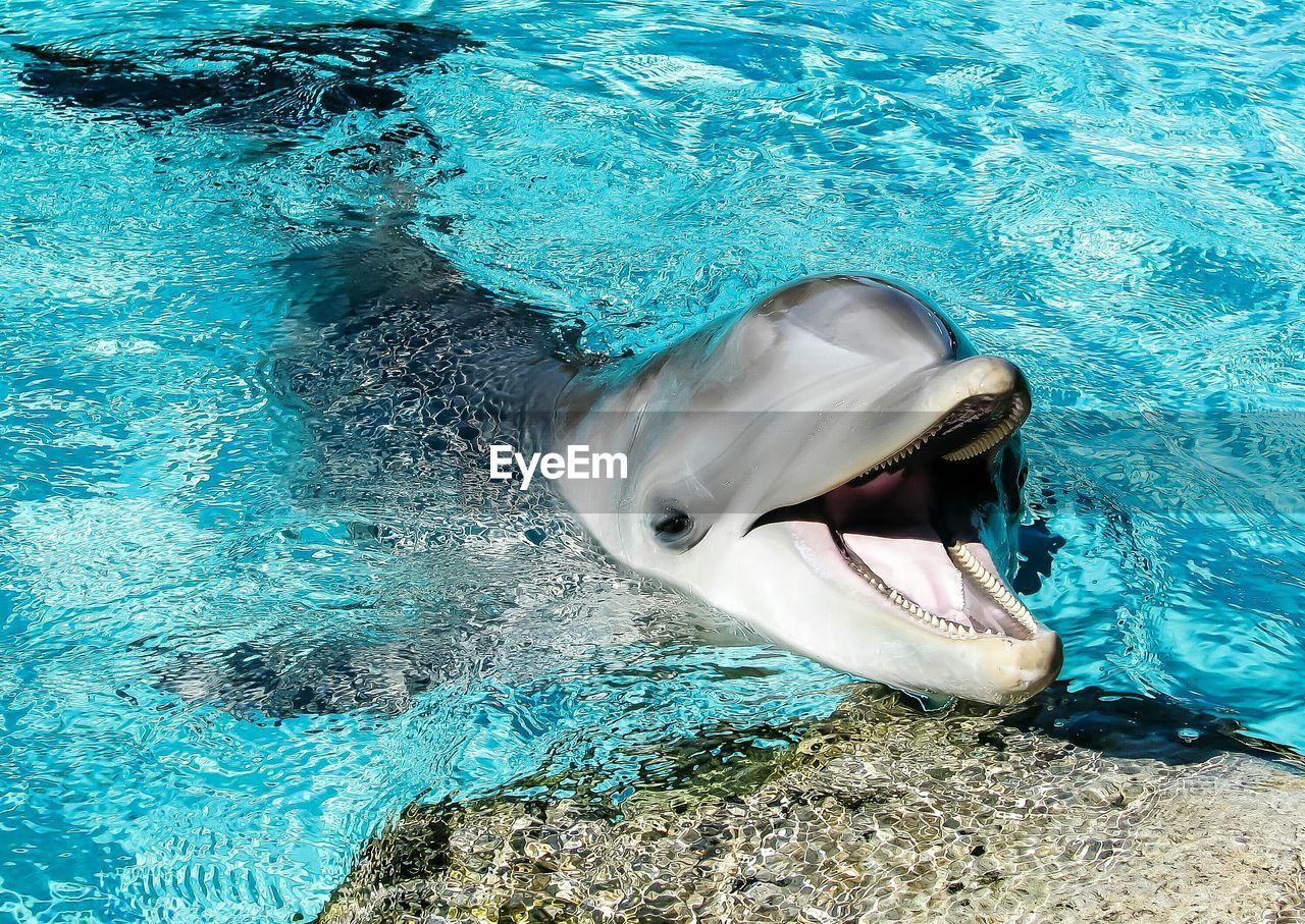 Bottle-nosed dolphin swimming in sea