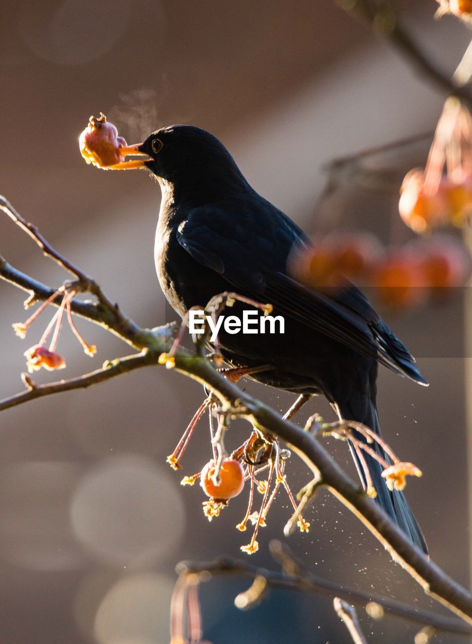 Close-up of bird perching on branch