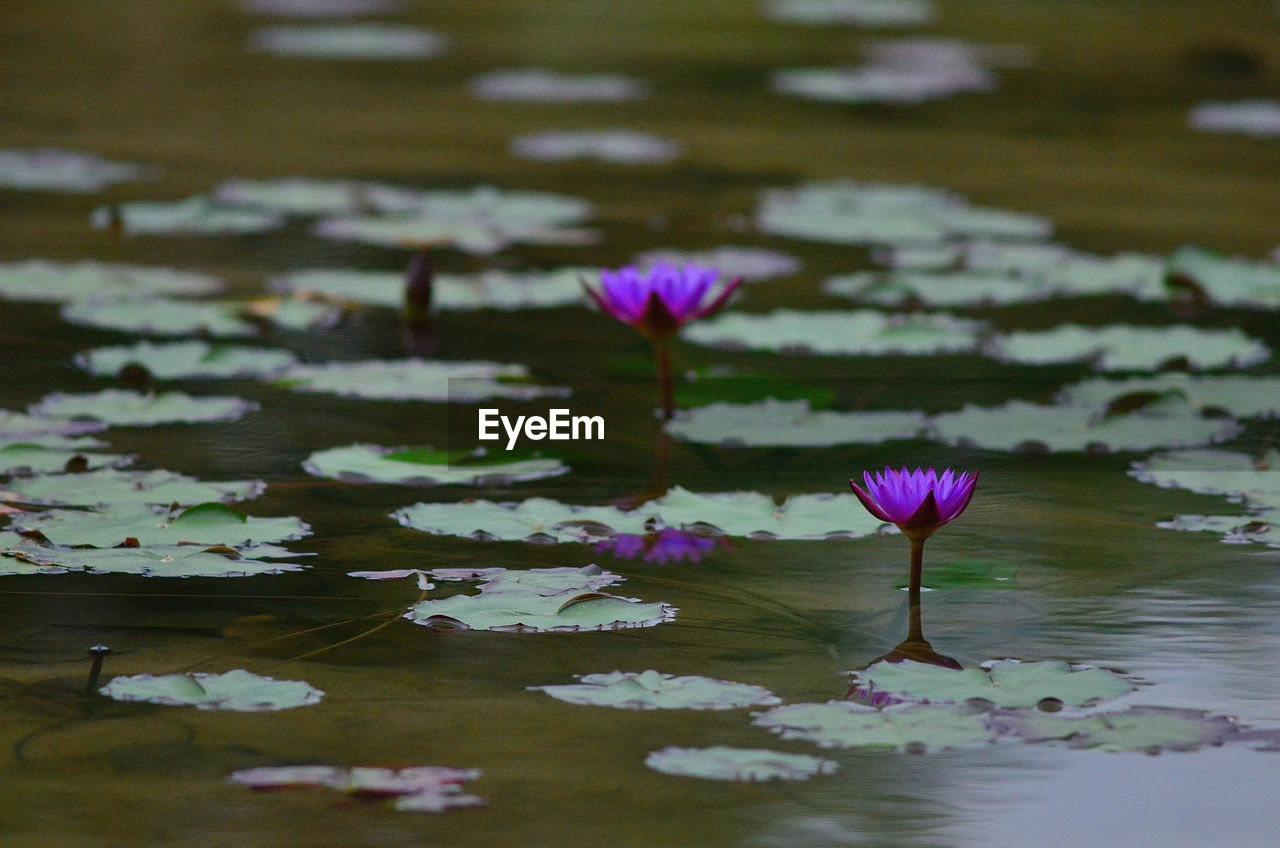 Purple water lily in lake