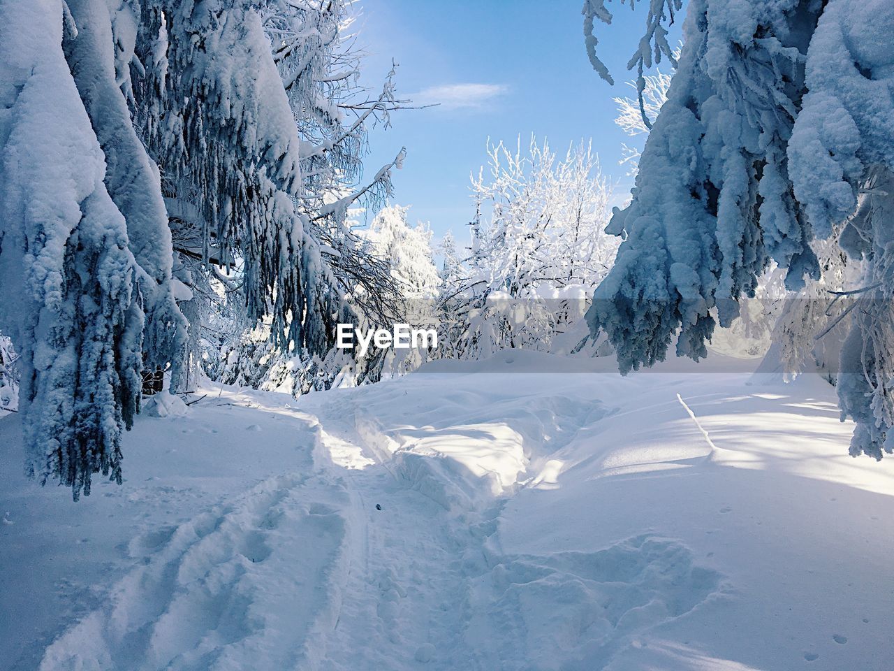 CLOSE-UP OF SNOW COVERED TREES