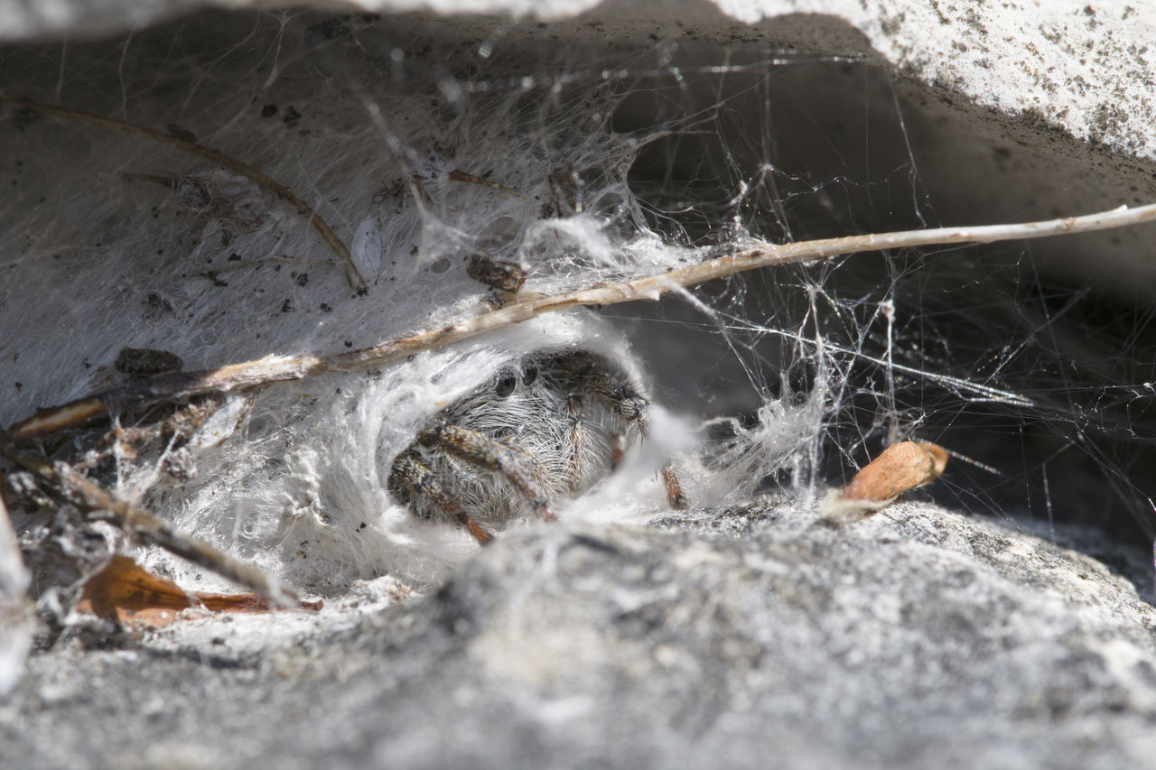 CLOSE-UP OF LIZARD ON GROUND