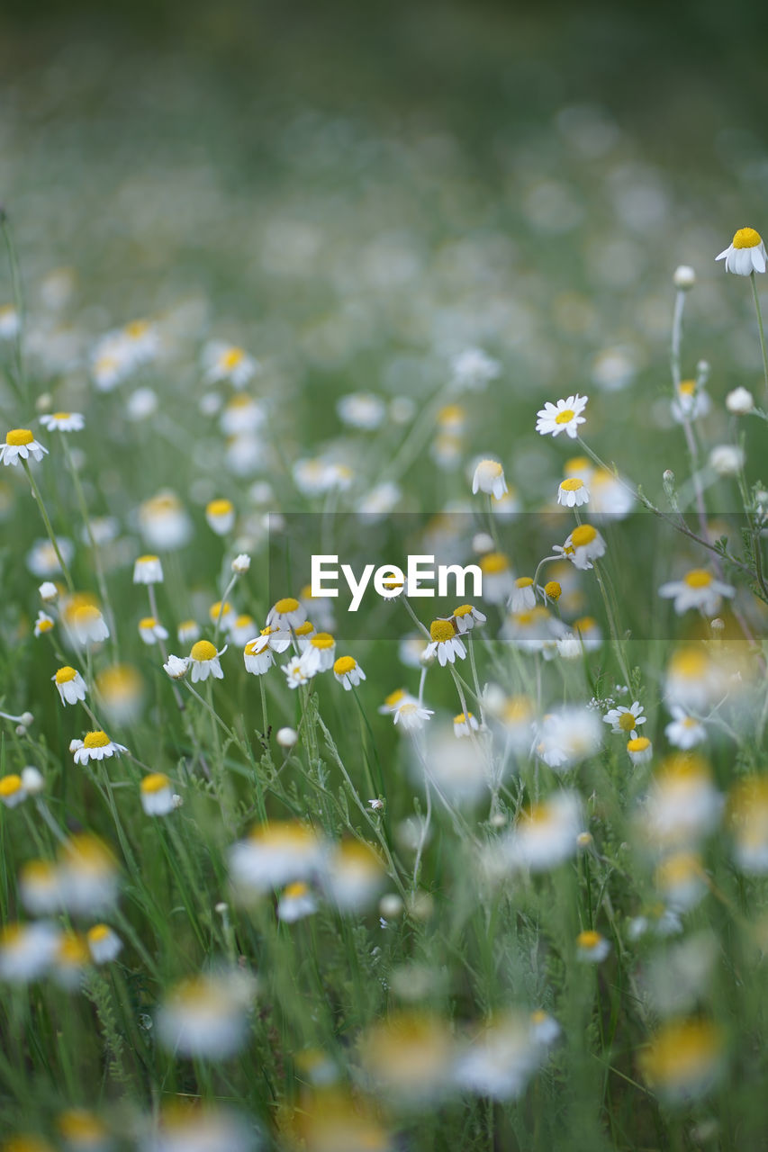 Wide field of matricaria chamomilla recutita, known as chamomile, camomile or scented mayweed.