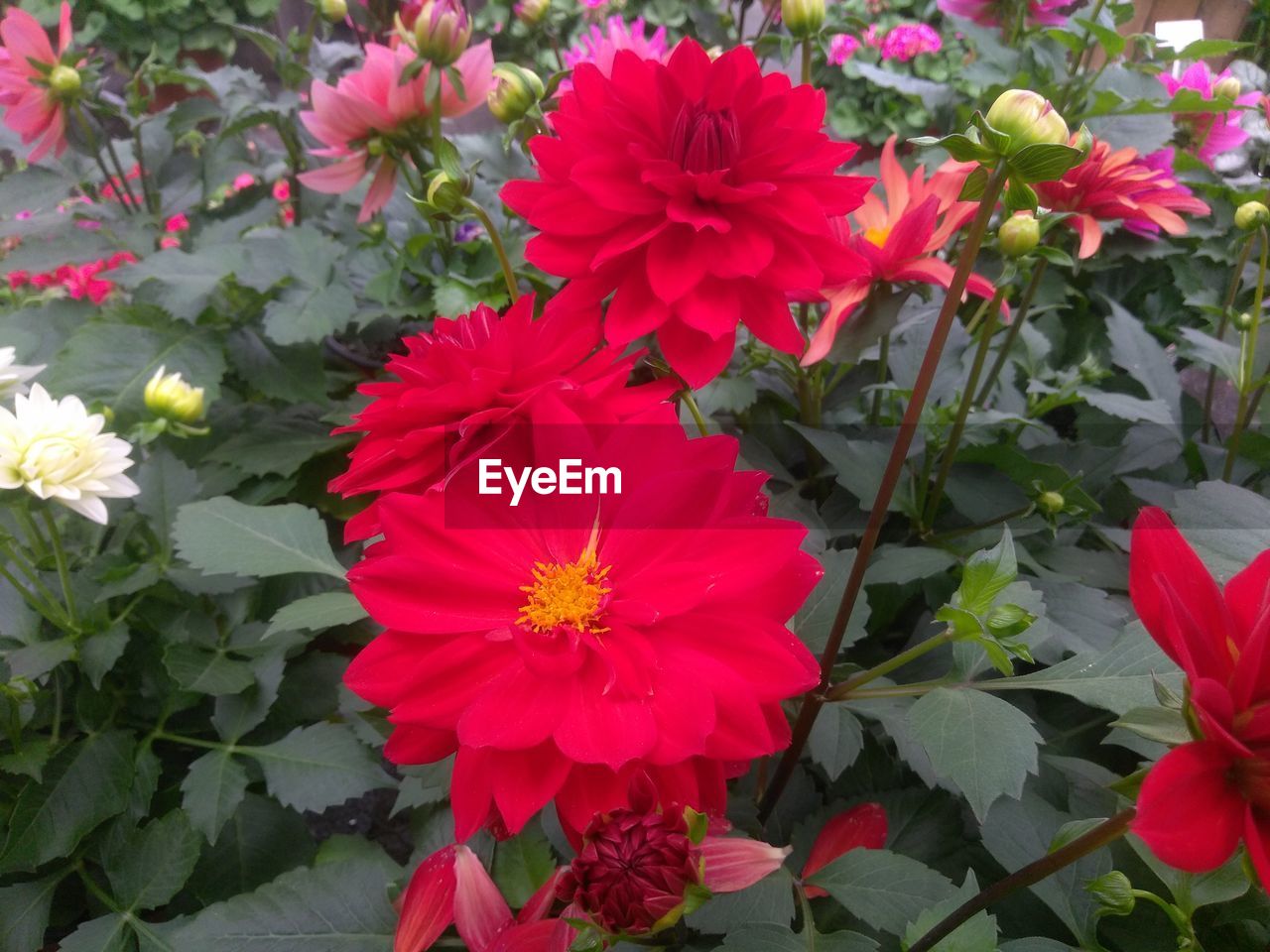 CLOSE-UP OF HIBISCUS BLOOMING OUTDOORS