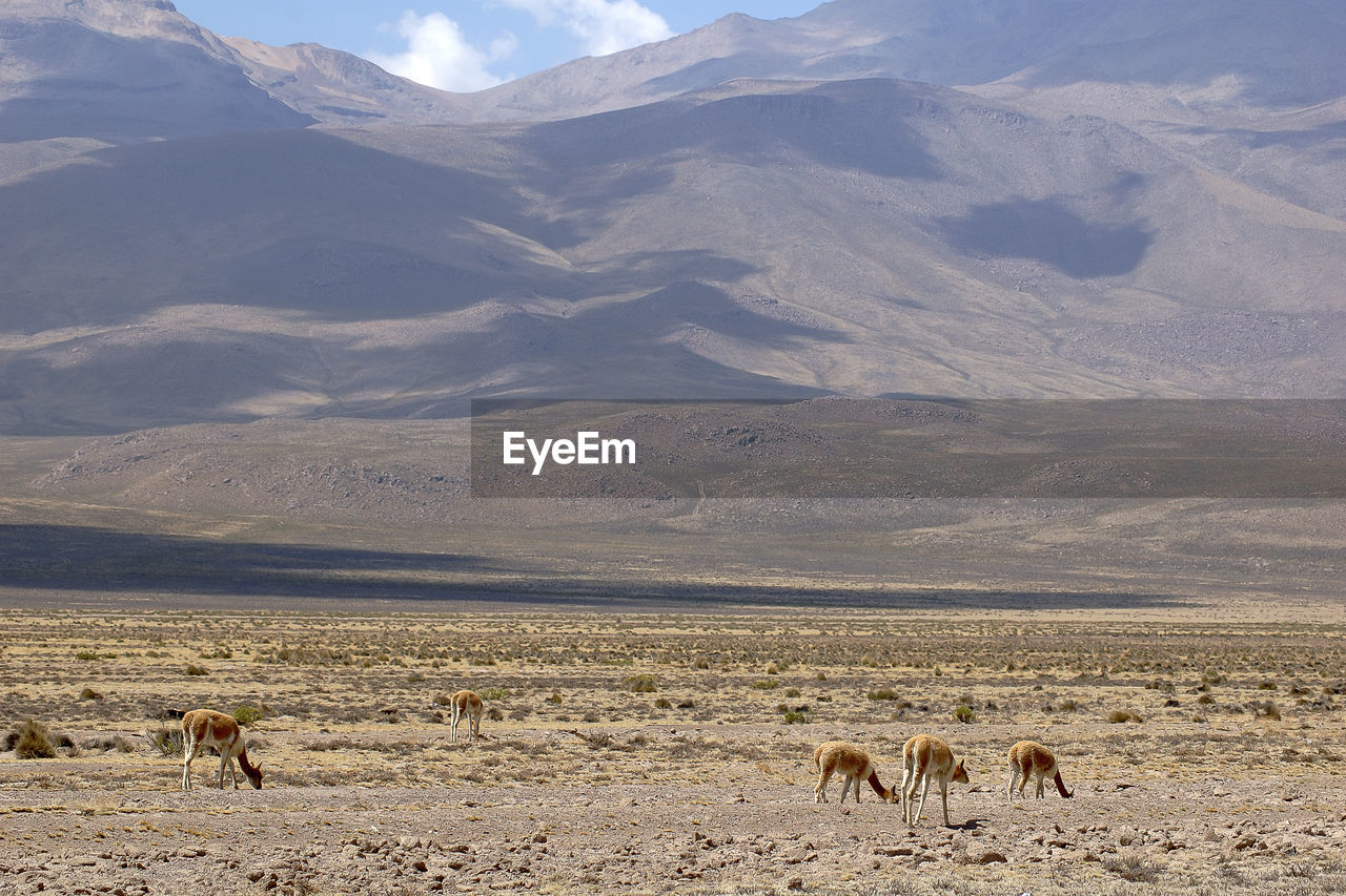 Scenic view of peruvian landscape with a gruppi of alpacas