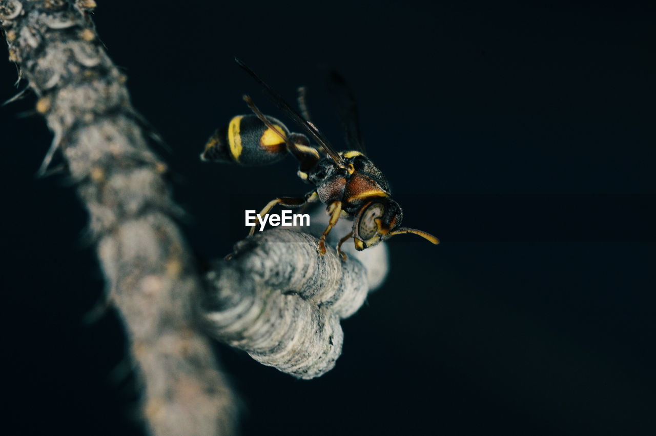 Close-up of insect on plant against black background