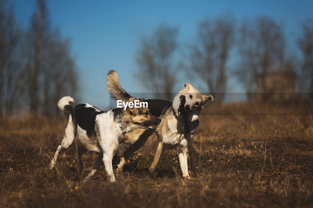 VIEW OF DOG RUNNING ON FIELD