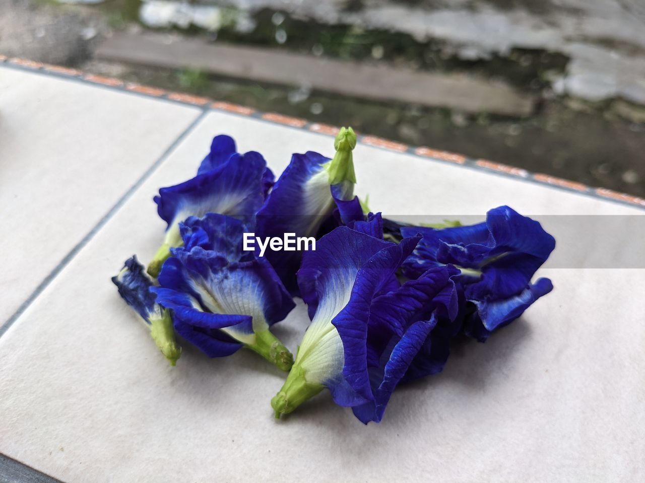 HIGH ANGLE VIEW OF PURPLE FLOWERING PLANT ON BLUE WALL