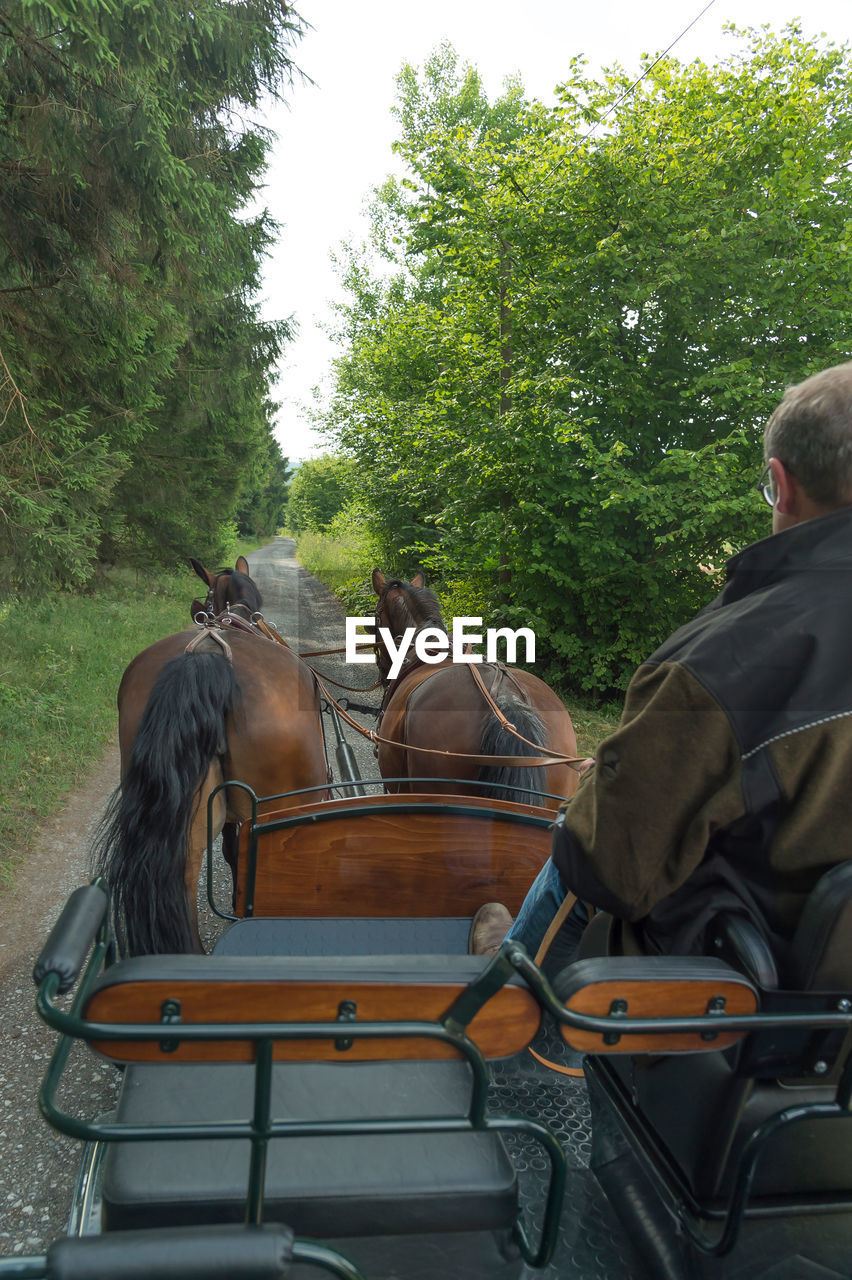 horse, tree, plant, rear view, transportation, carriage, animal wildlife, day, men, mode of transportation, vehicle, nature, animal, animal themes, adult, sitting, outdoors, domestic animals, working animal, horse cart, mammal, leisure activity, horse and buggy, horsedrawn, travel