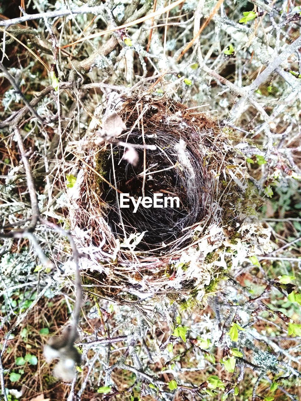 HIGH ANGLE VIEW OF BIRD IN NEST ON TREE