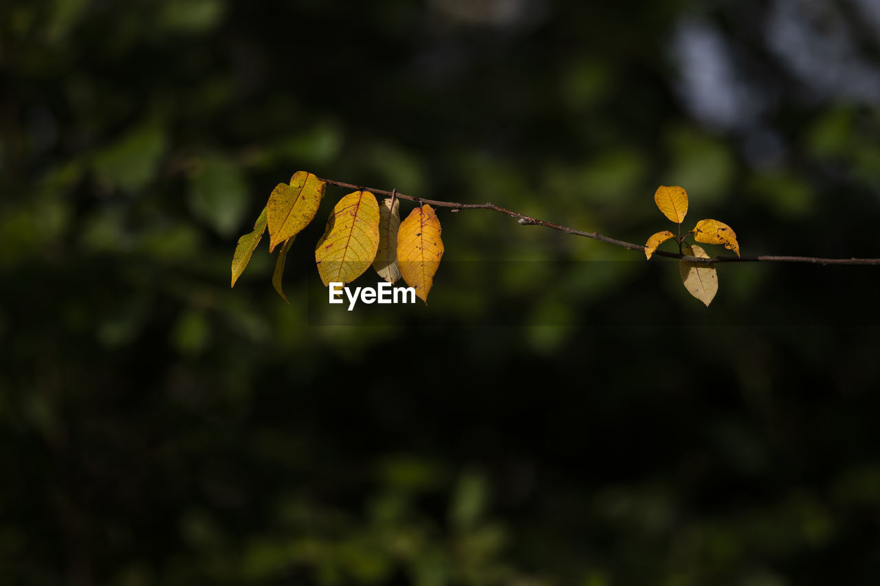 CLOSE-UP OF AUTUMNAL LEAVES