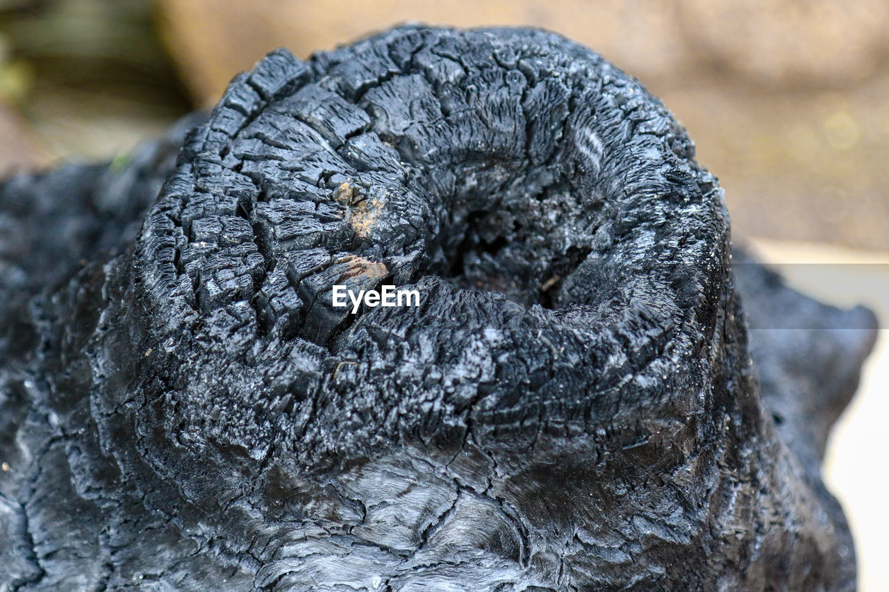 CLOSE-UP OF BLACK BIRD ON BRANCH