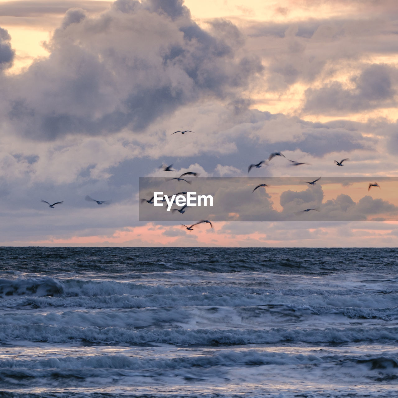 A flock of seagulls flying over the sea