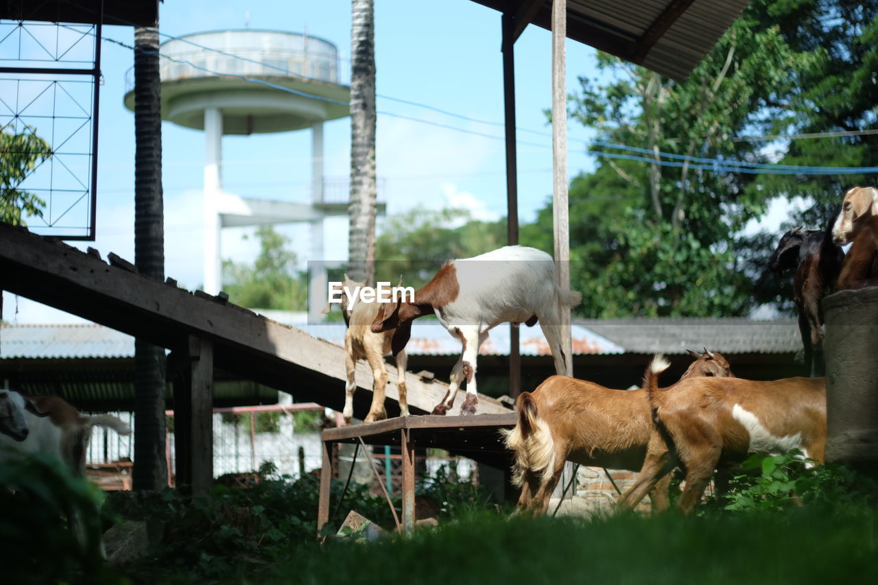 Goats at farm