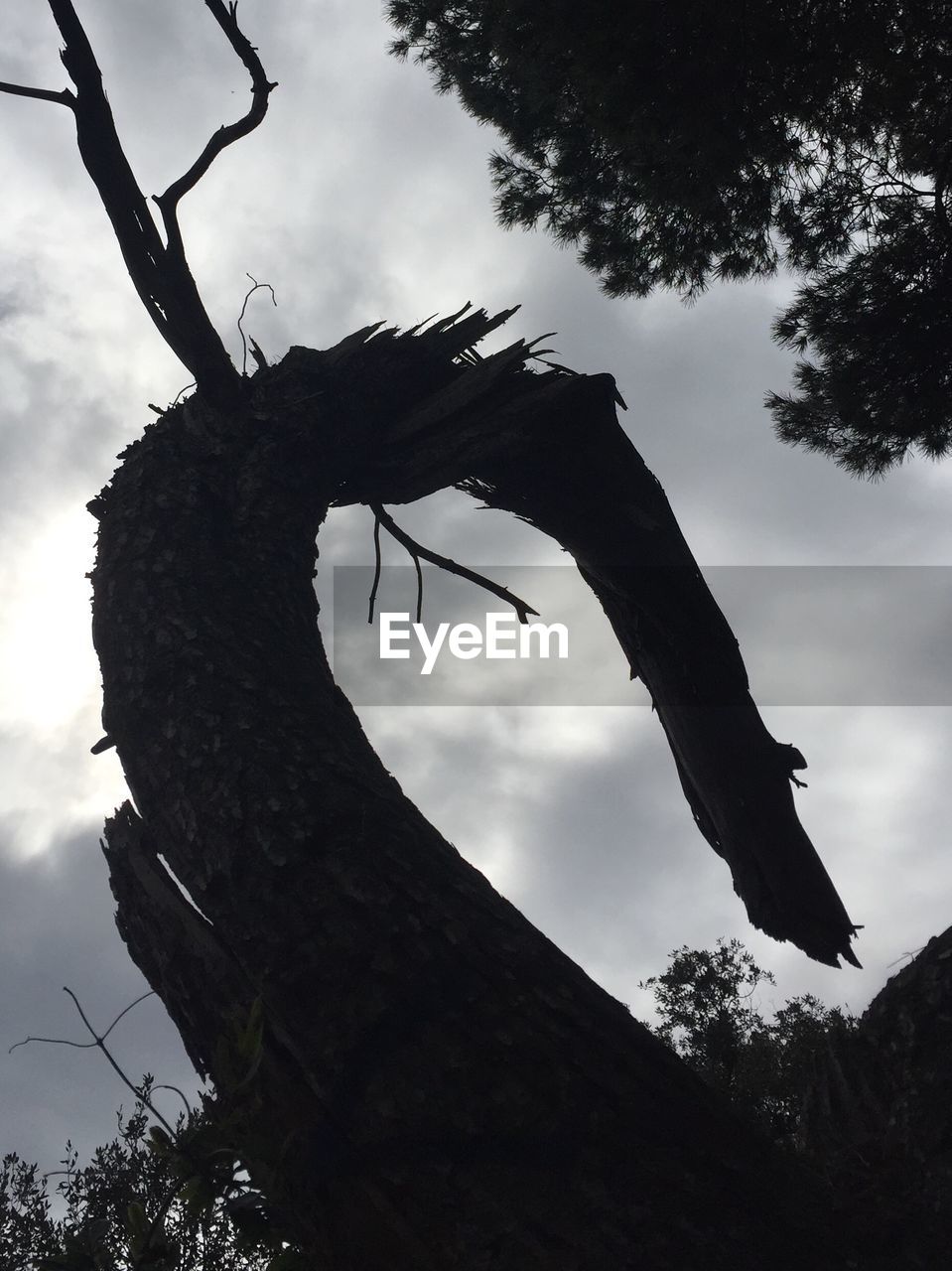 LOW ANGLE VIEW OF BRANCH AGAINST SKY