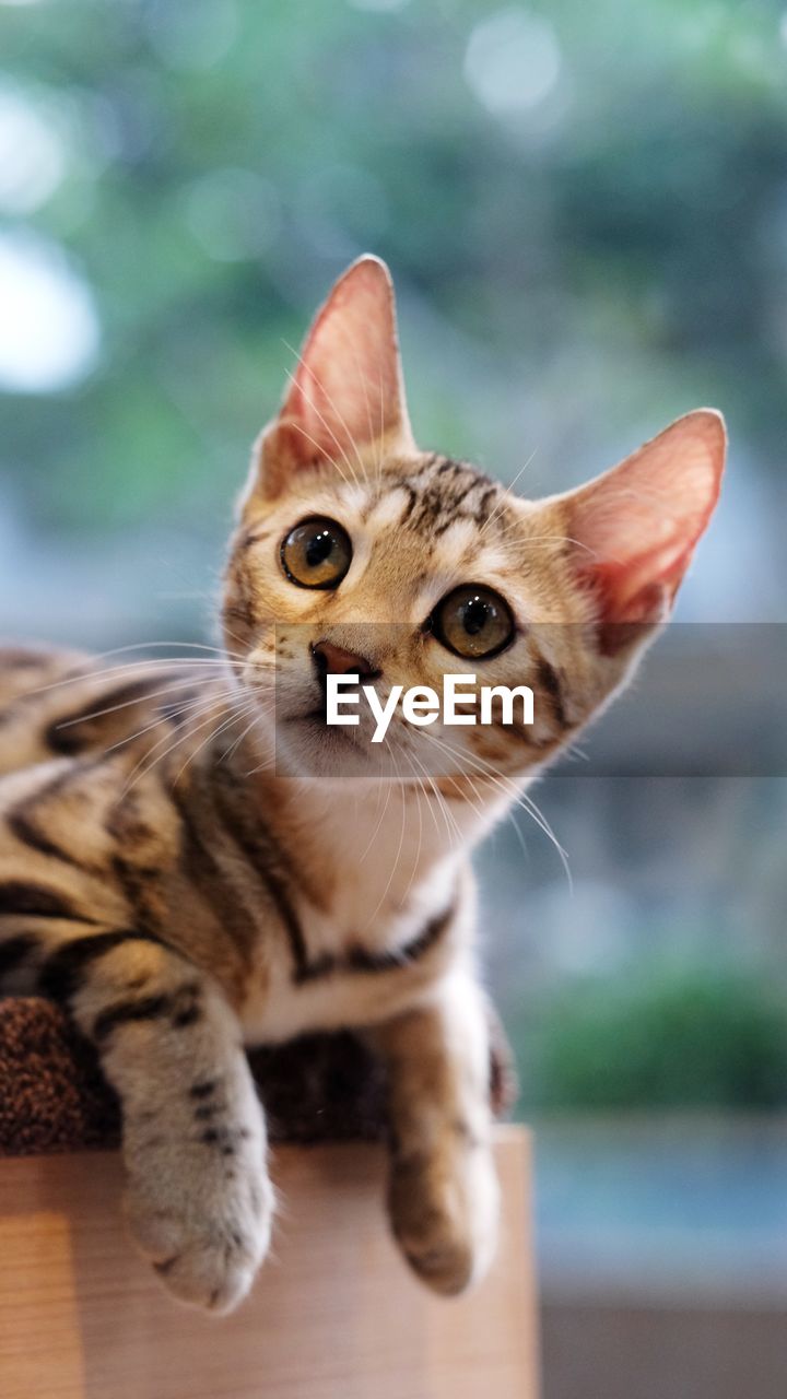 Close-up portrait of bengal cat