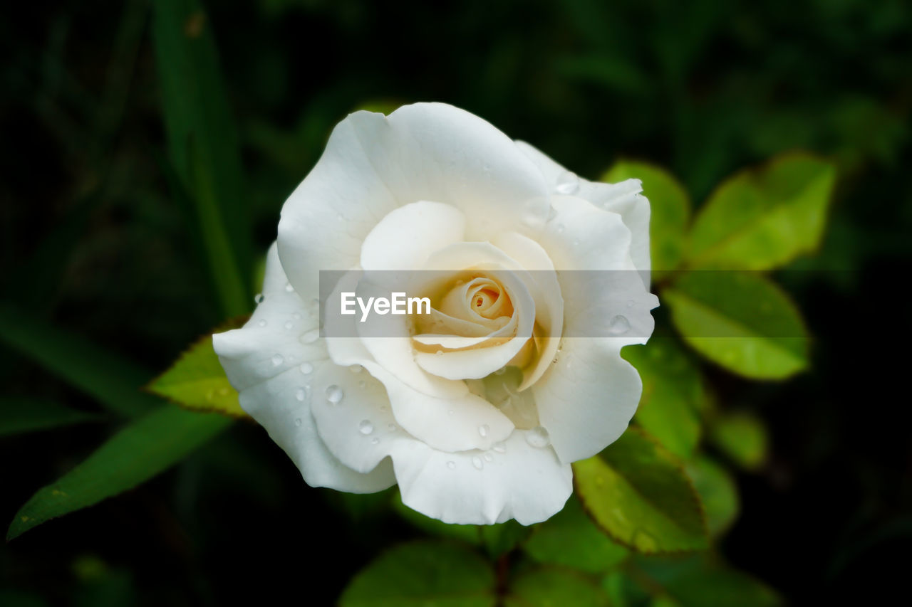 Close-up of white rose