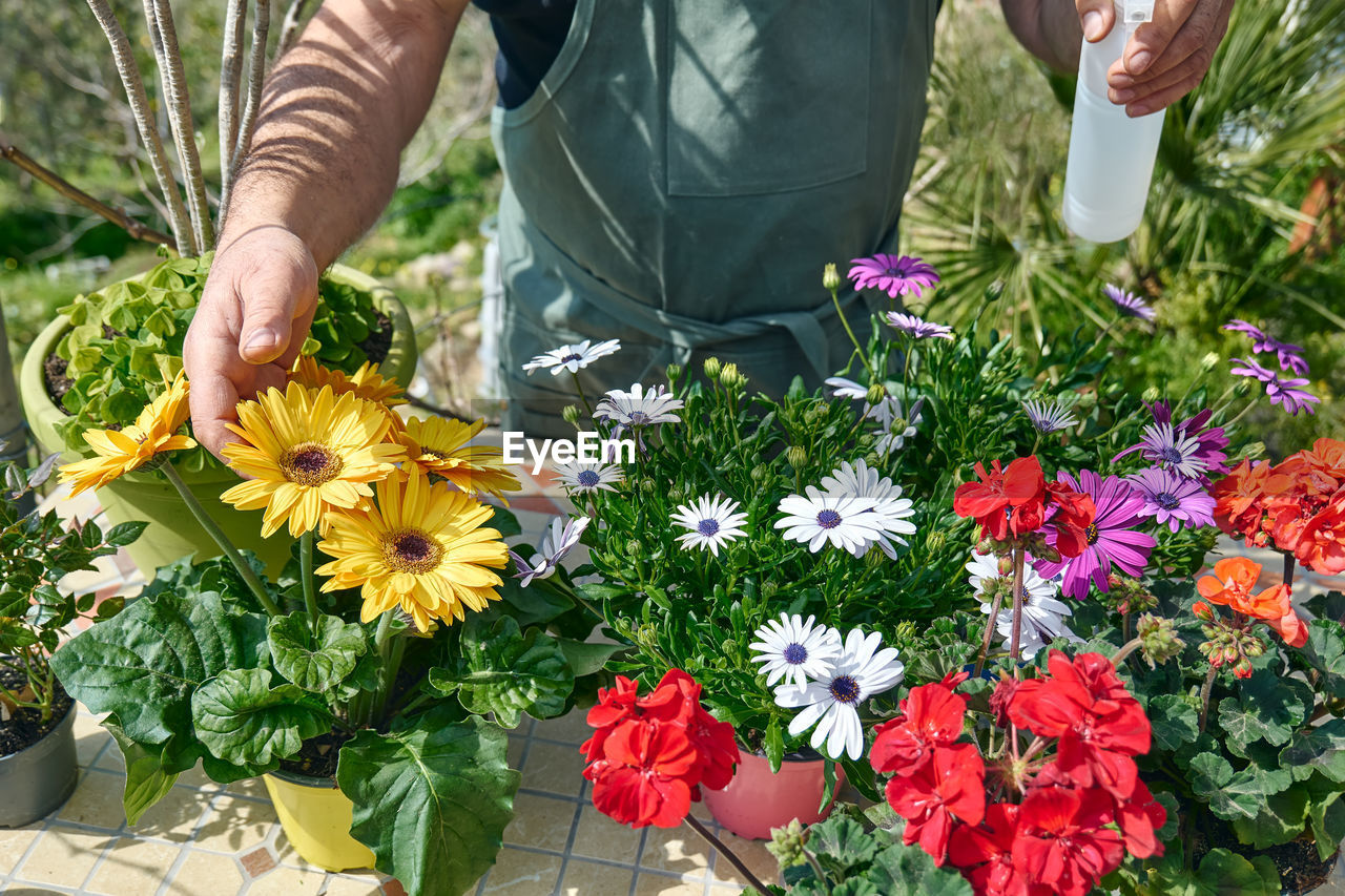 Gardener is spraying clean water or liquid fertilizer on plants at flower shop counter. 