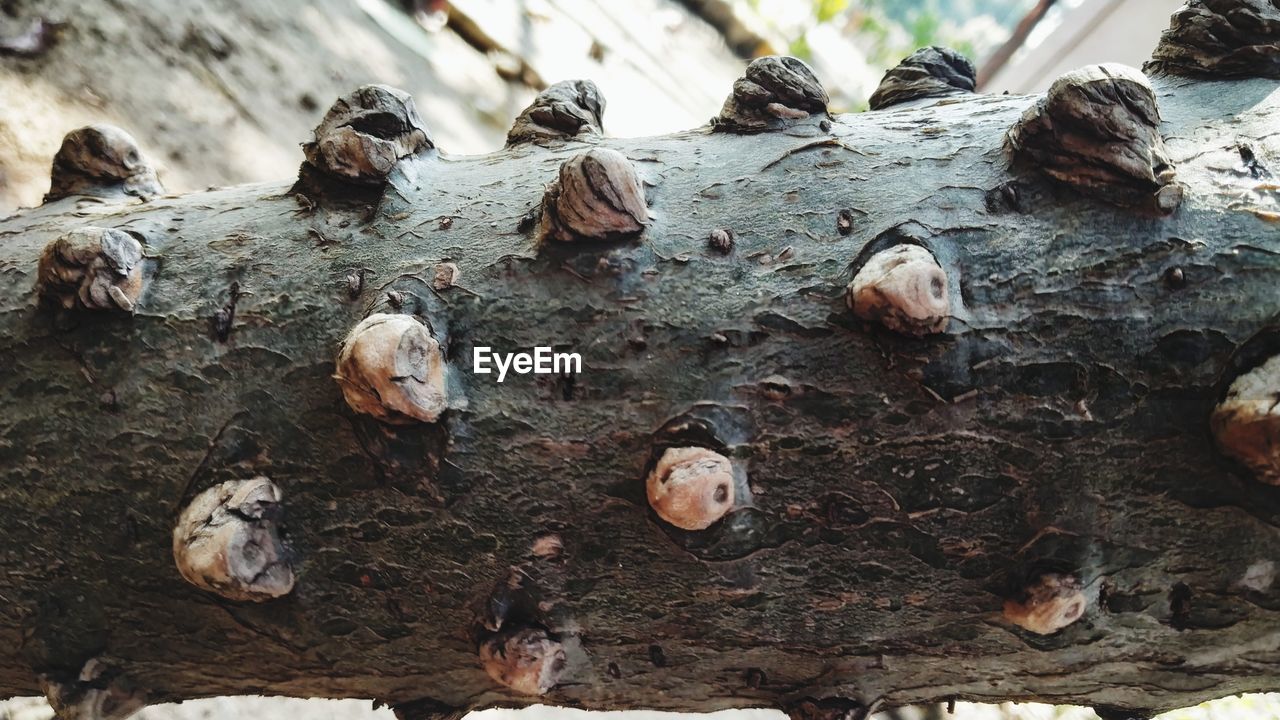 HIGH ANGLE VIEW OF WOOD IN FIELD