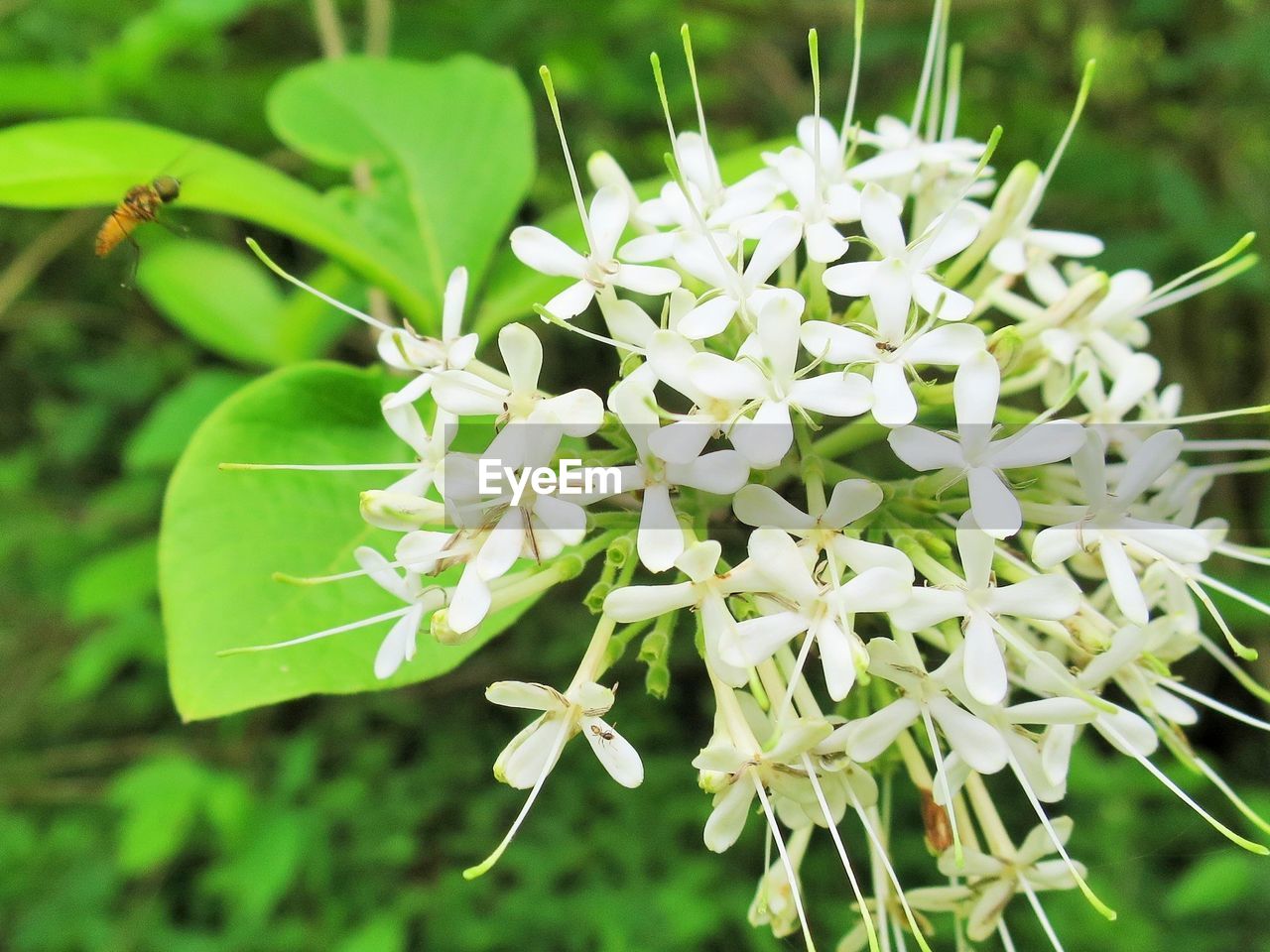 CLOSE-UP OF INSECT ON PLANTS