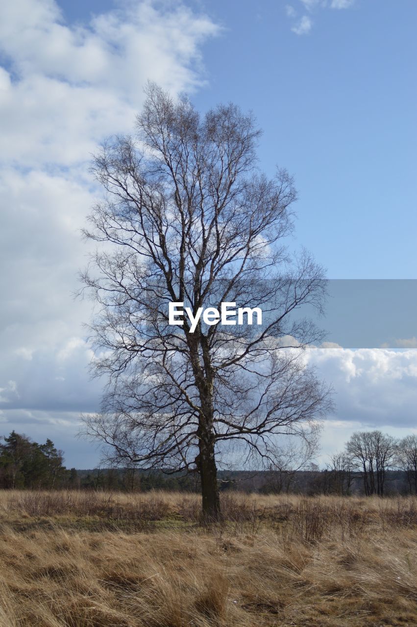 BARE TREE ON FIELD BY LAND AGAINST SKY