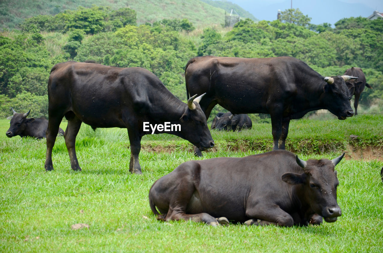 Cows grazing on grassy field