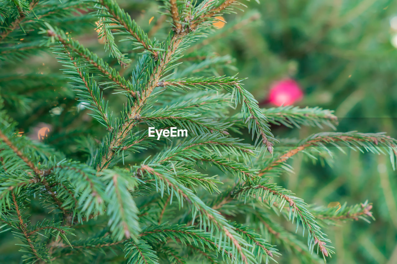 Texture background of a furry tree branches for a christmas card