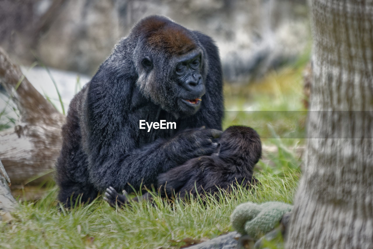 Gorilla holding her baby with blurred background 