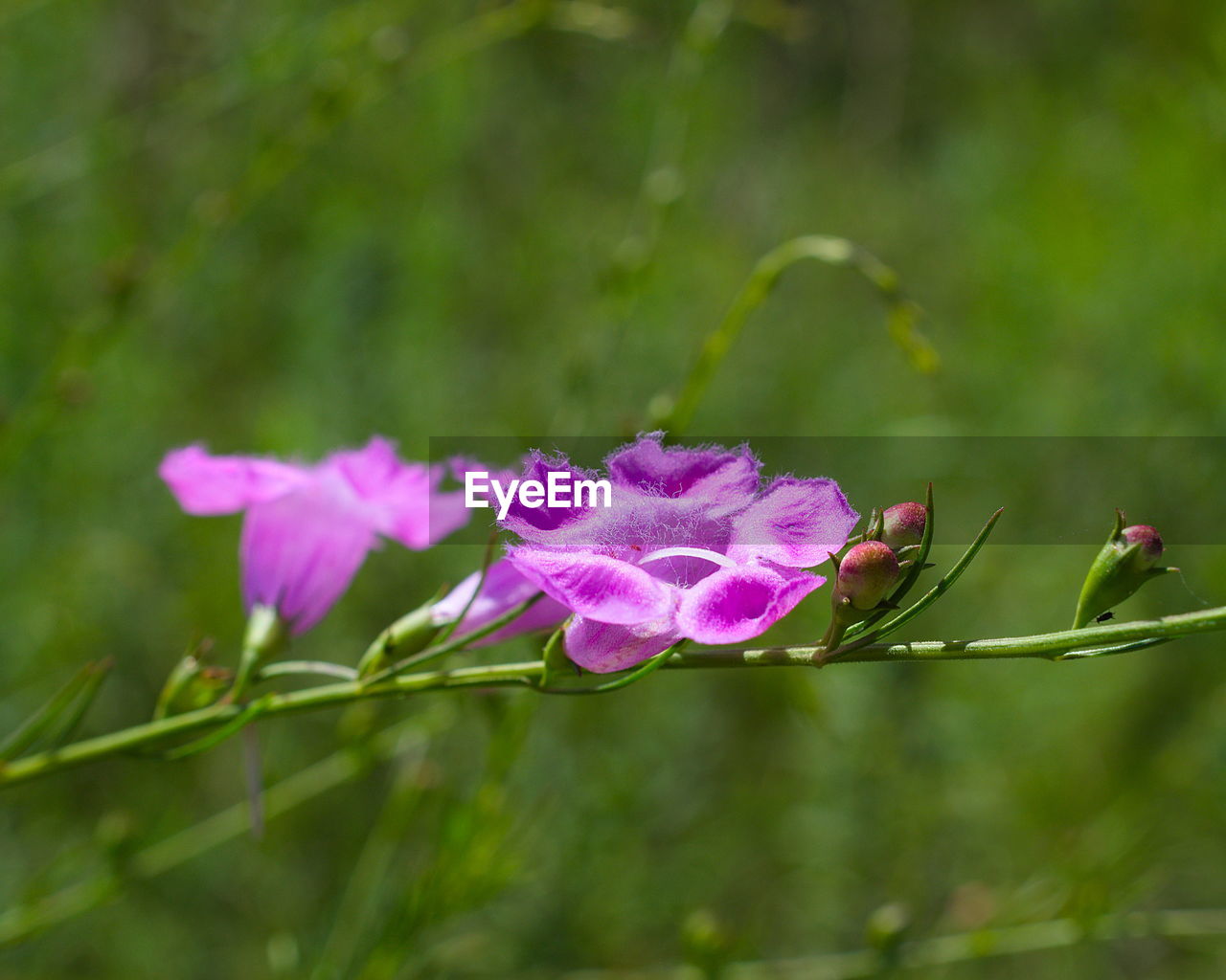 CLOSE-UP OF PINK FLOWERING PLANTS