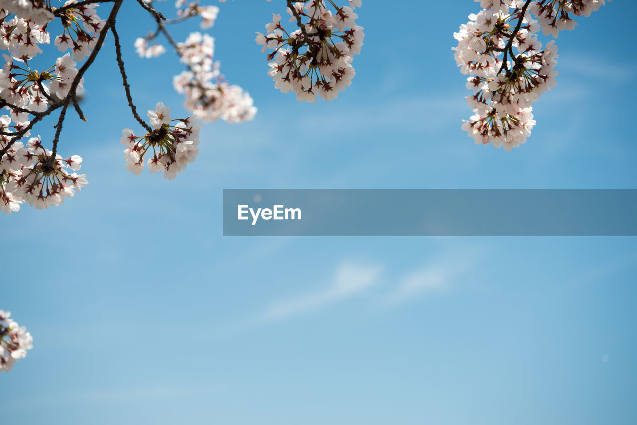 Low angle view of flower tree against sky