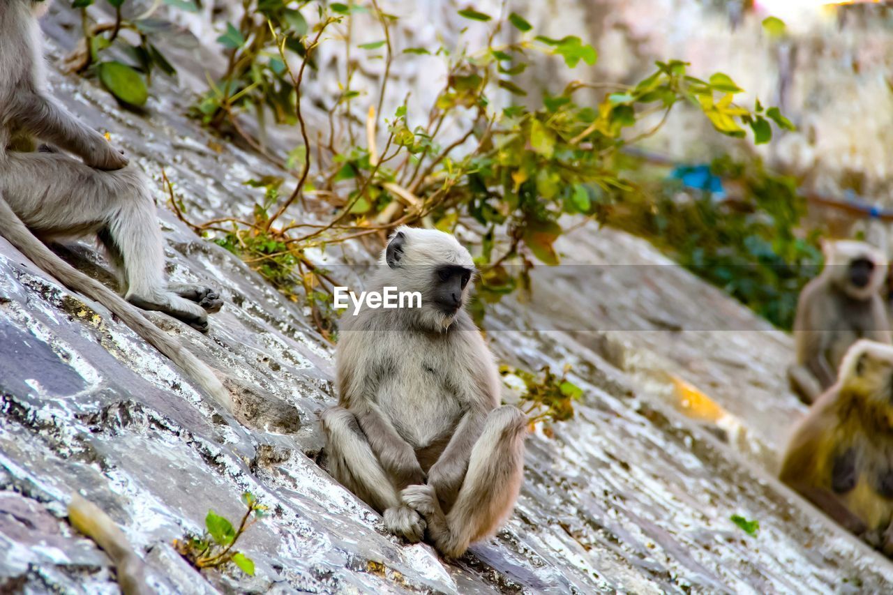 close-up of monkey on tree