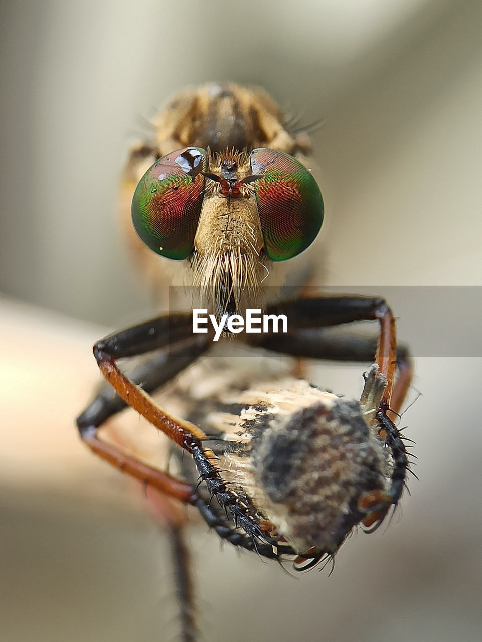 Robberfly eyes