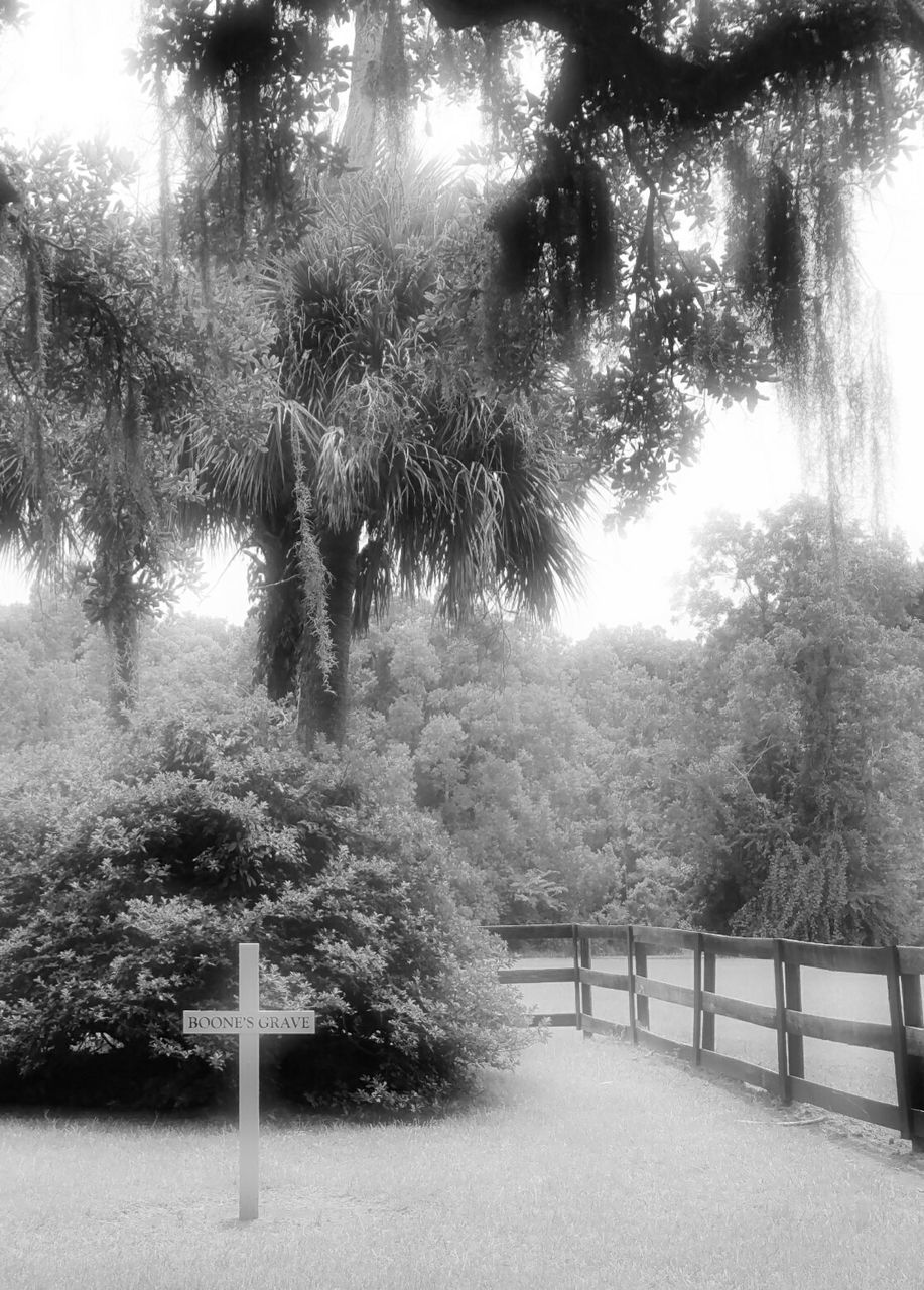 TREES BY RIVER