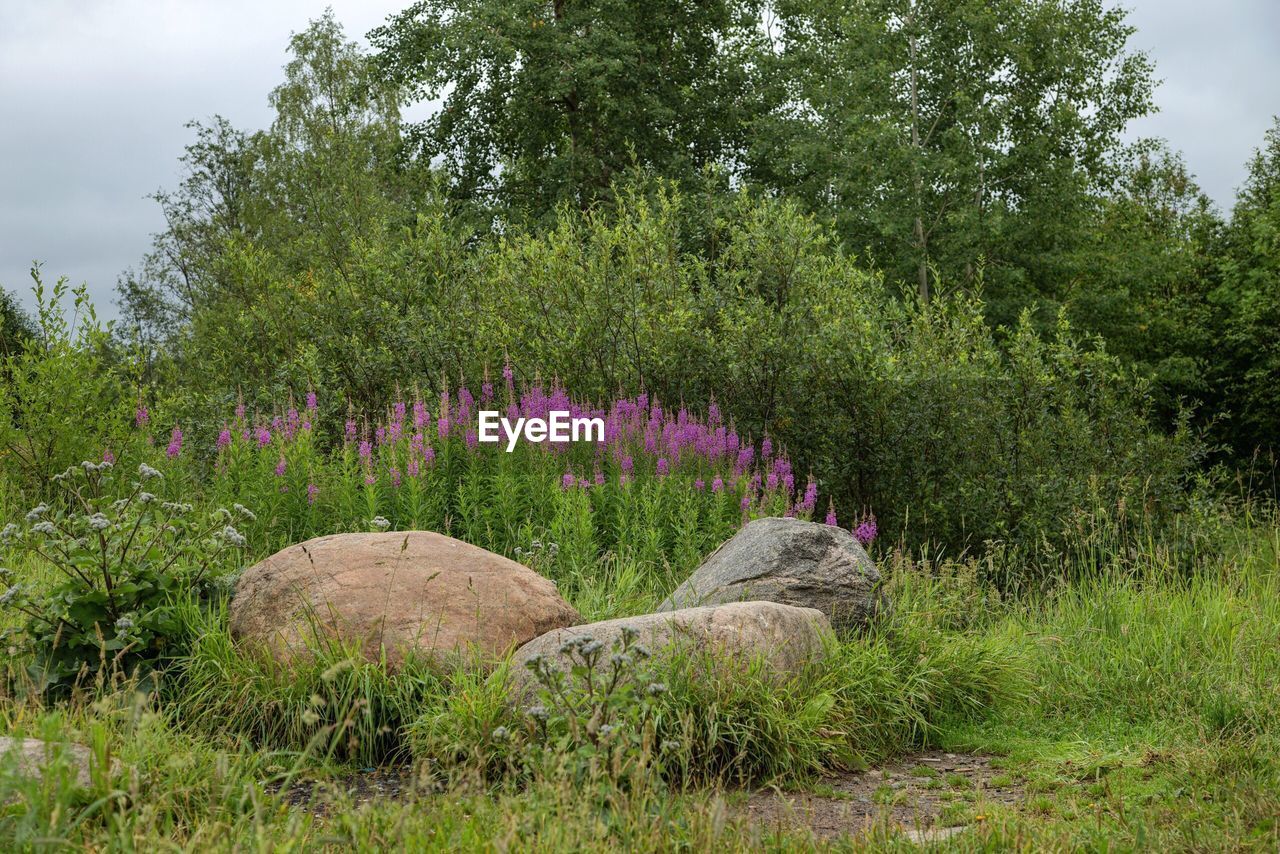 SCENIC VIEW OF PURPLE FLOWERING PLANTS ON FIELD