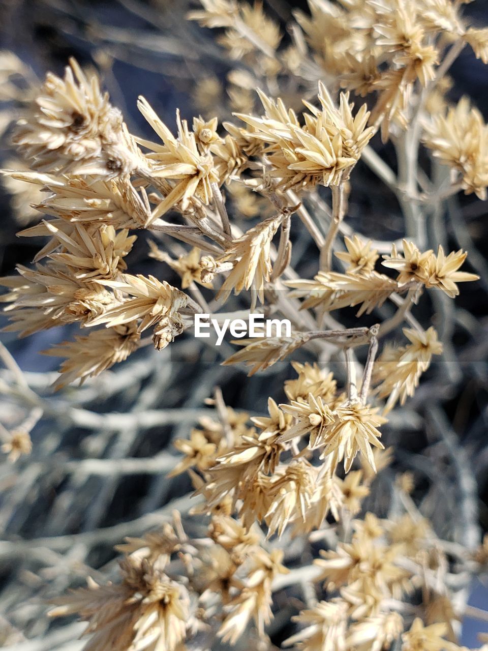 Close-up of dried plant