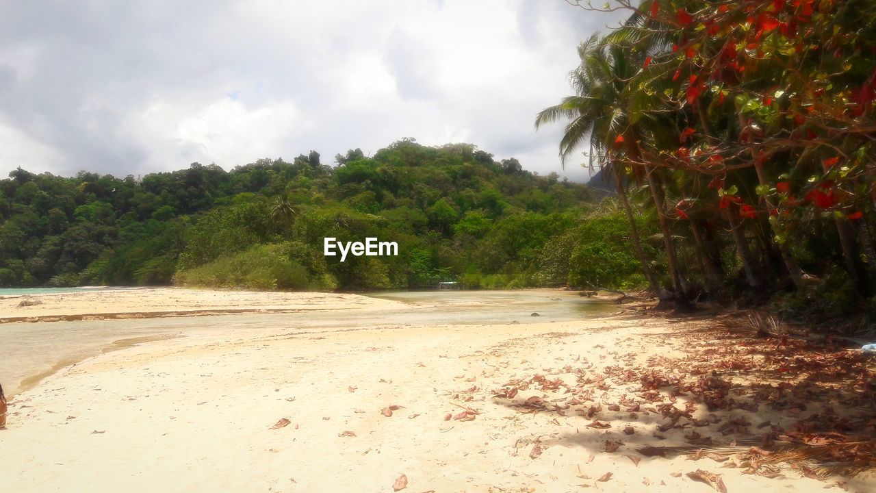 SCENIC VIEW OF BEACH AGAINST TREES