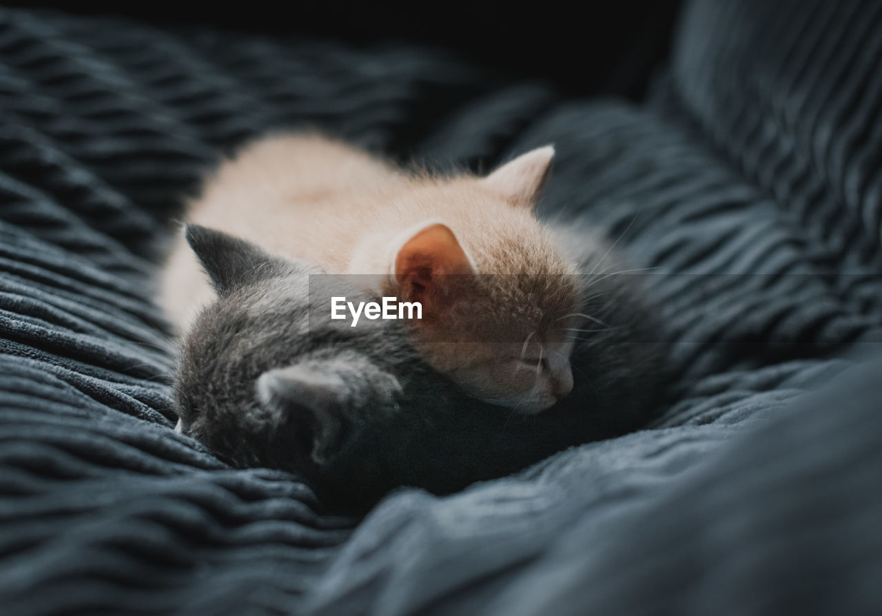 Two kittens curled up asleep together in a gray fabric chair.