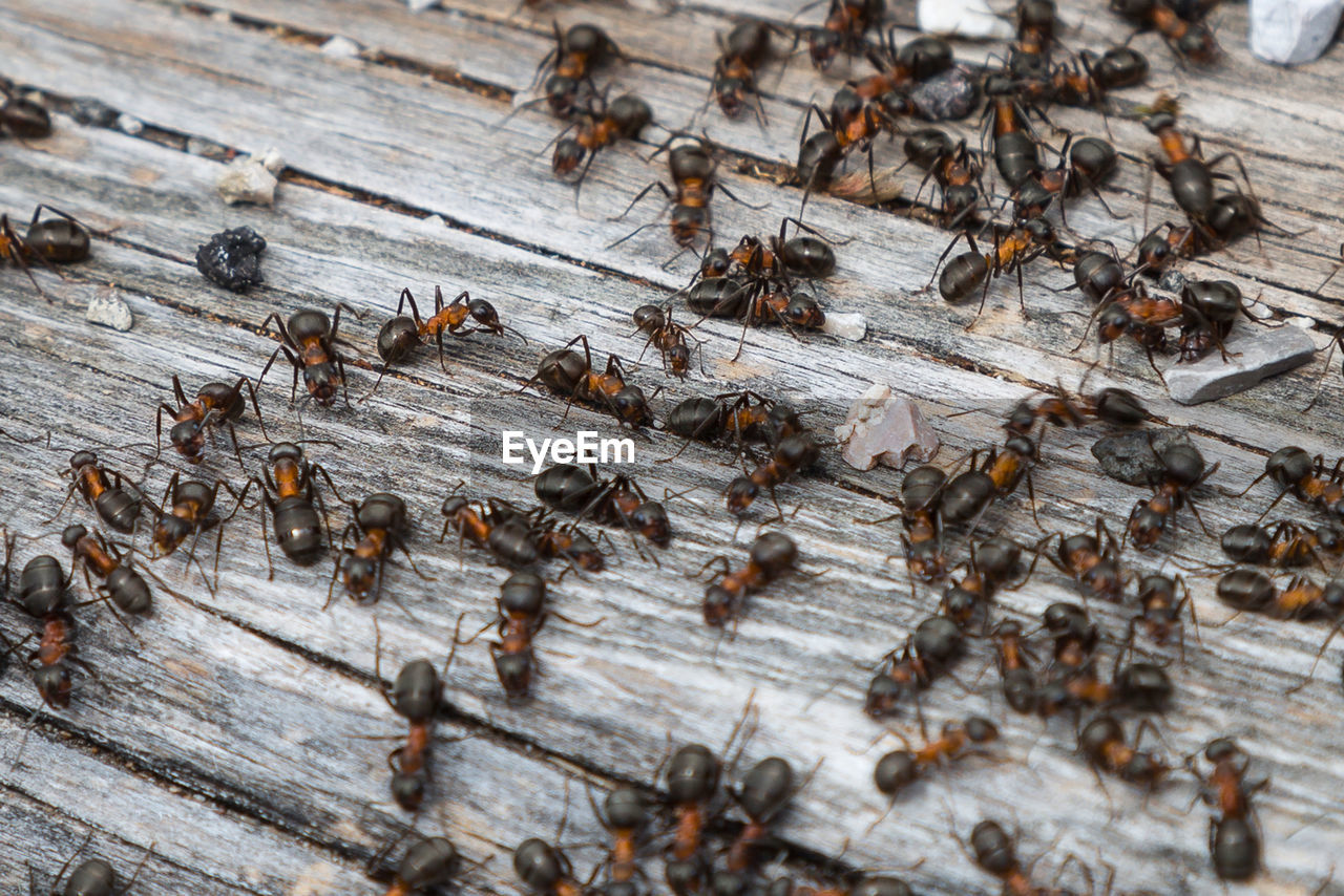 HIGH ANGLE VIEW OF BEES ON WOOD