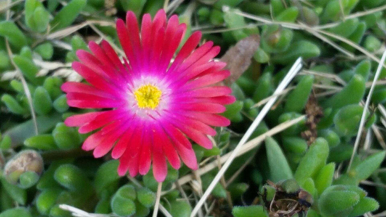 CLOSE-UP OF PINK FLOWER BLOOMING IN PARK