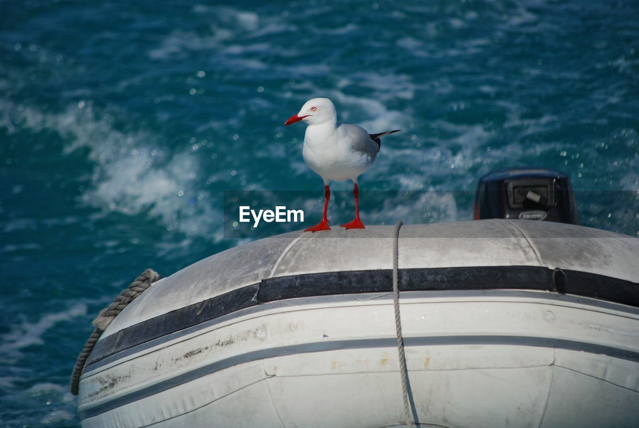 Seagull perching on boat moored by sea