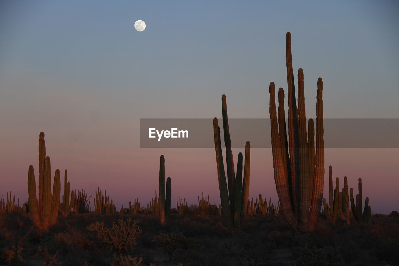 CACTUS PLANTS AGAINST SKY