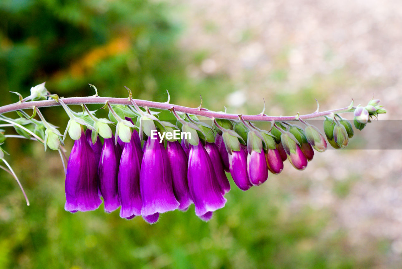 CLOSE-UP OF PURPLE FLOWERING PLANT HANGING