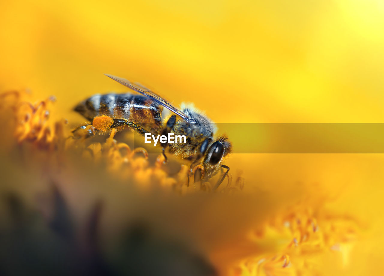 Close-up of bee on yellow flower