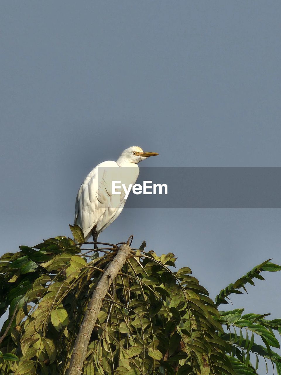 bird, animal themes, animal, animal wildlife, wildlife, one animal, green, nature, plant, tree, no people, branch, perching, sky, leaf, low angle view, clear sky, outdoors, day, animal nest, plant part, flower, copy space, beauty in nature, yellow