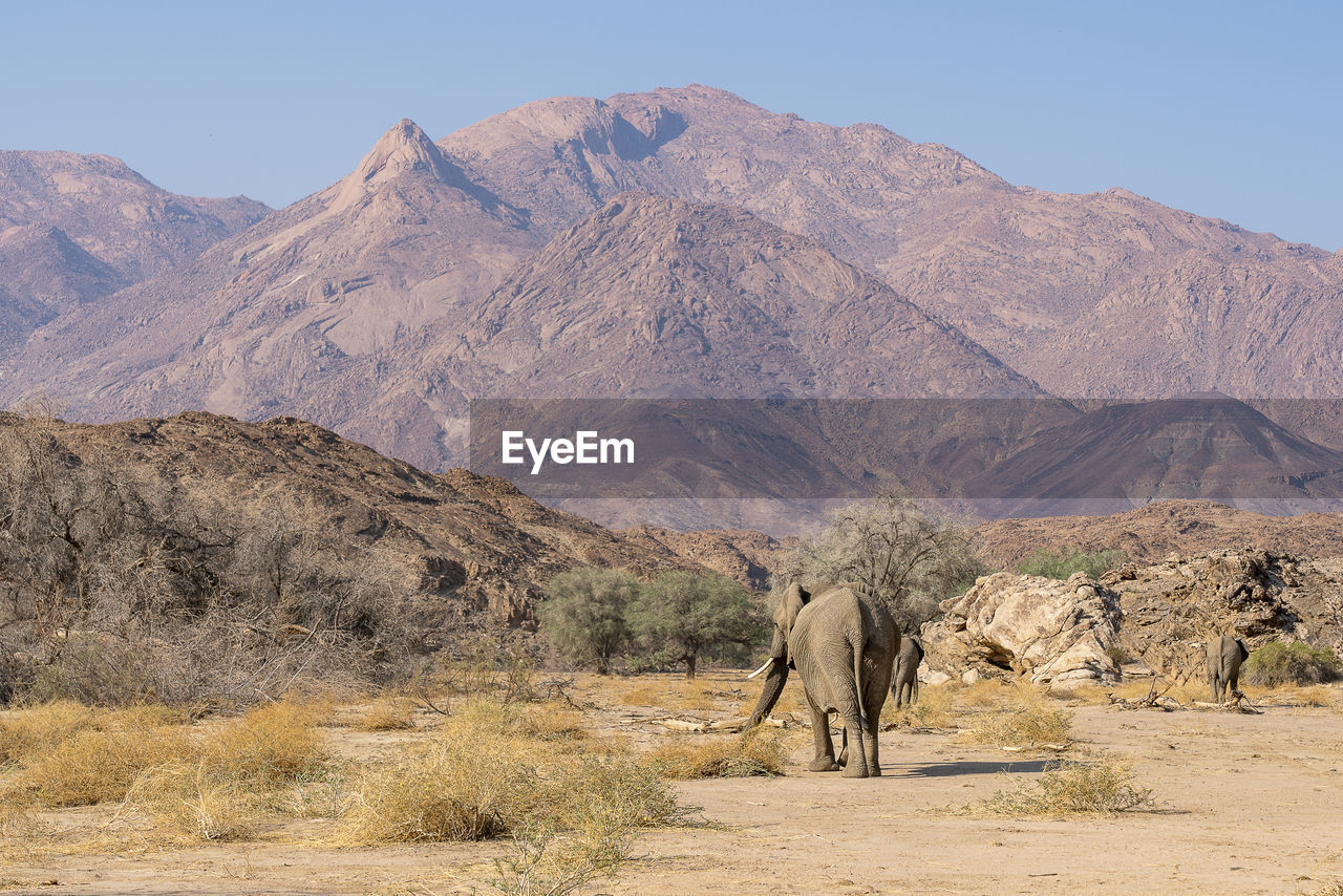 A group of elephants walk in the bed of a river in search of food