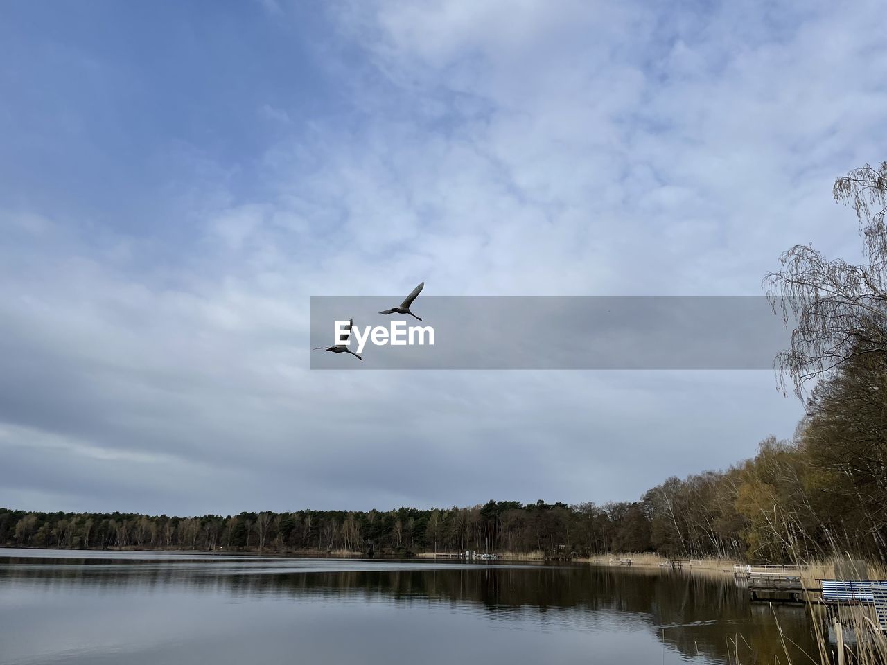 Birds flying over lake against sky