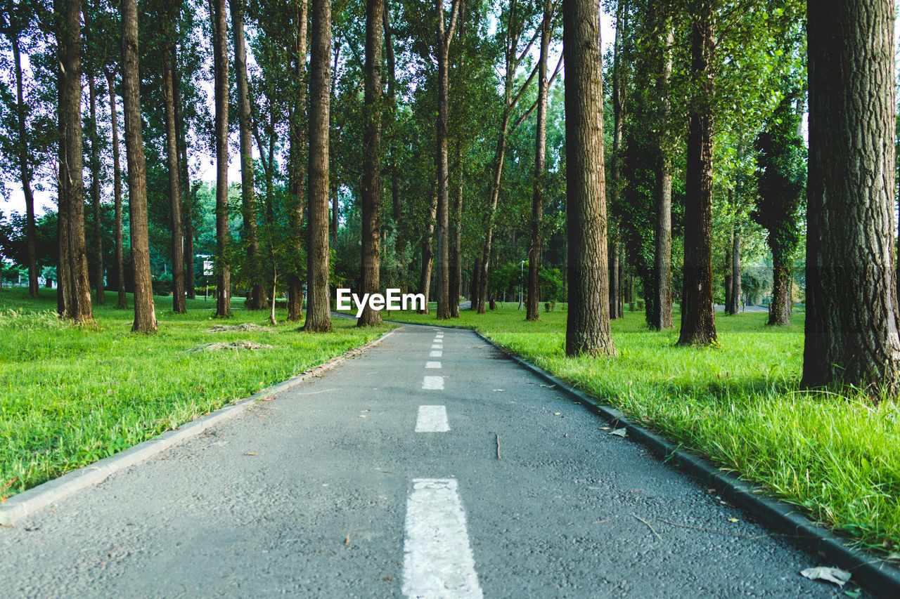 Road amidst trees in forest