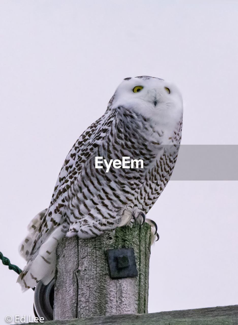 Snowy owl on a wooden post against sky