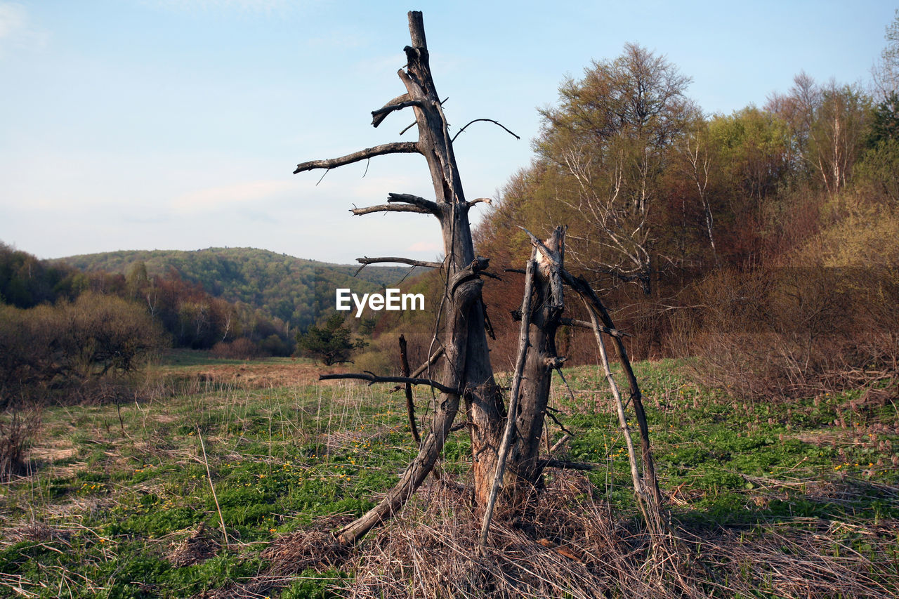 VIEW OF TREE ON FIELD