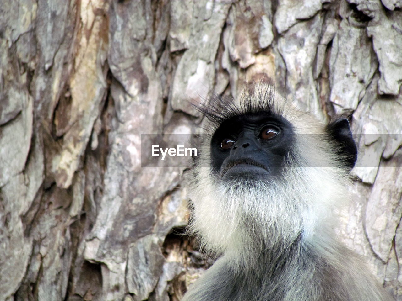 Capuchin monkey photographed up close in the wild